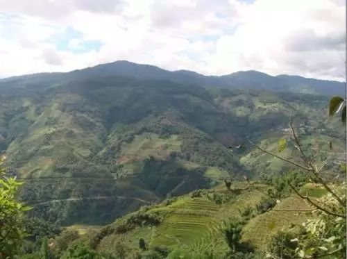 2021年冰島南迫古樹秋茶價格是多少？