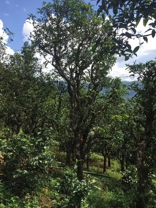 2021年冰島地界古樹秋茶特點(diǎn)？