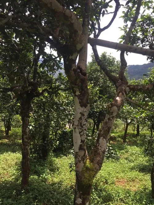 2021年冰島地界古樹(shù)秋茶口感？