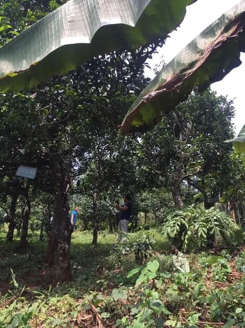 2021年冰島地界古樹秋茶特征詳解！