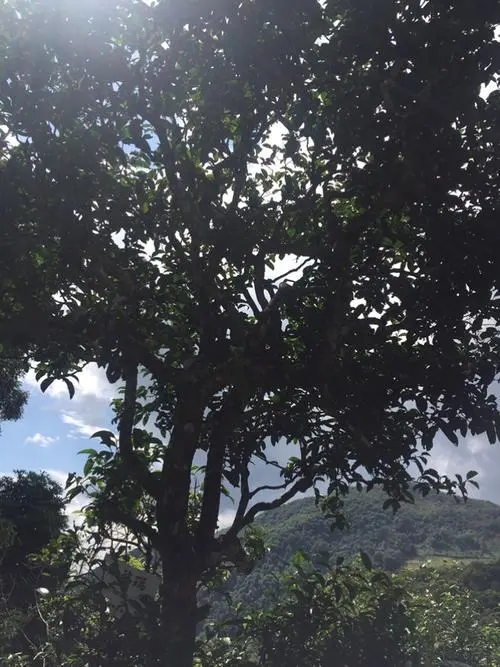 2021冰島地界古樹(shù)秋茶長(zhǎng)在雪山山脊上的茶園