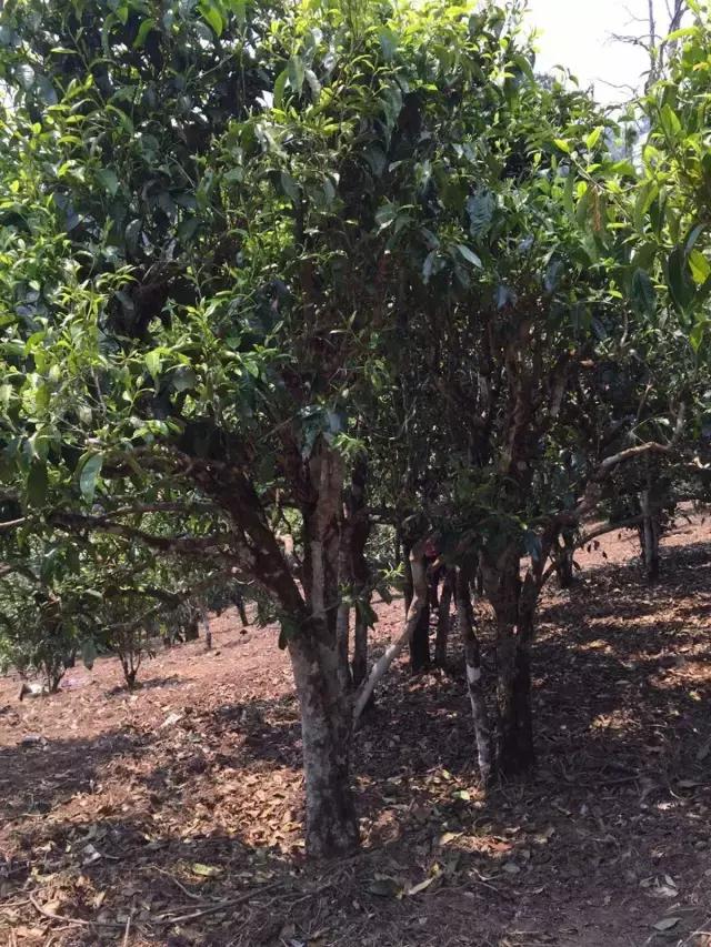 2021年冰島糯伍古樹秋茶特點？