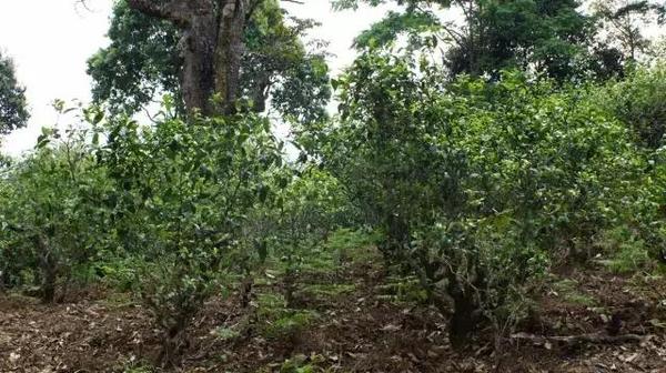 2021年冰島糯伍古樹(shù)秋茶多少錢(qián)一公斤？