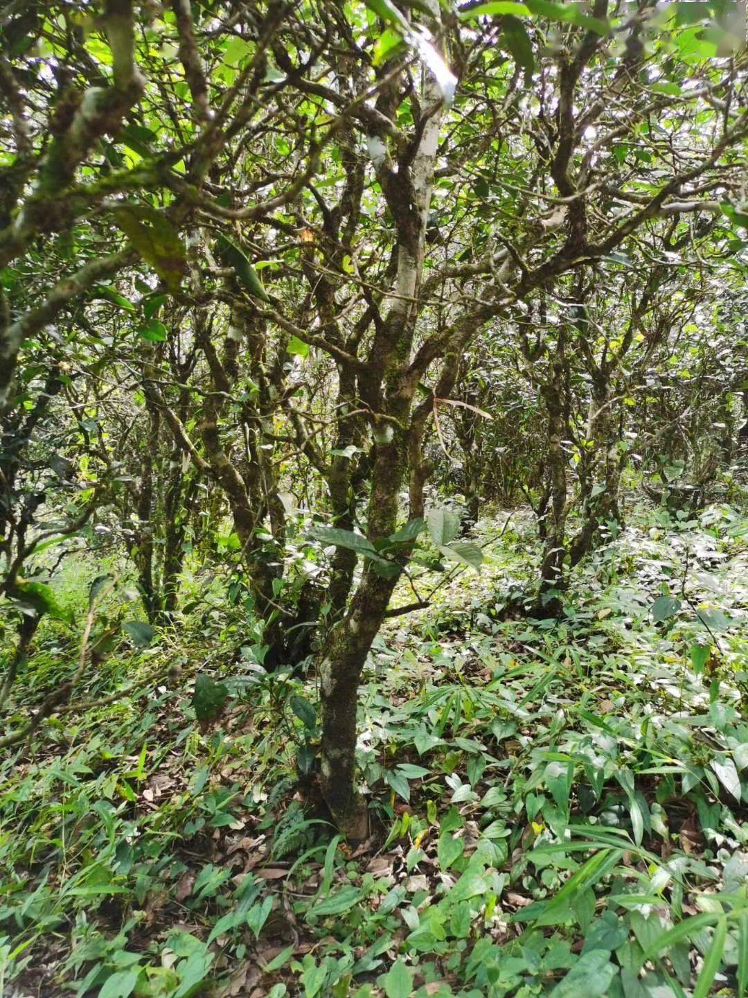 2021年昔歸古樹秋茶價(jià)格多少錢？