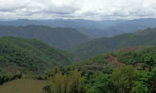 2021那罕古樹(shù)秋茶特點(diǎn)？