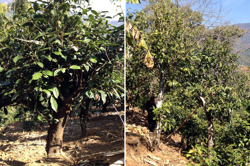 2021年忙肺古樹秋茶特點是什么？