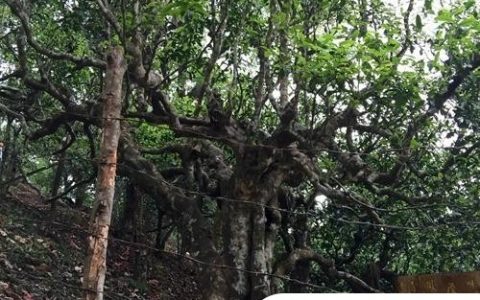 2021年忙肺古樹秋茶臨滄四大名茶之一！