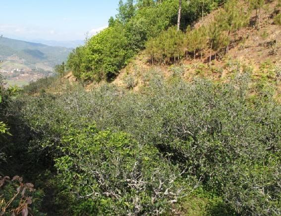 2021年梅子箐古樹秋茶特點(diǎn)是什么？