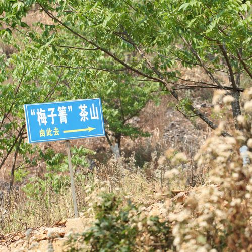 2021年梅子箐古樹秋茶口感！