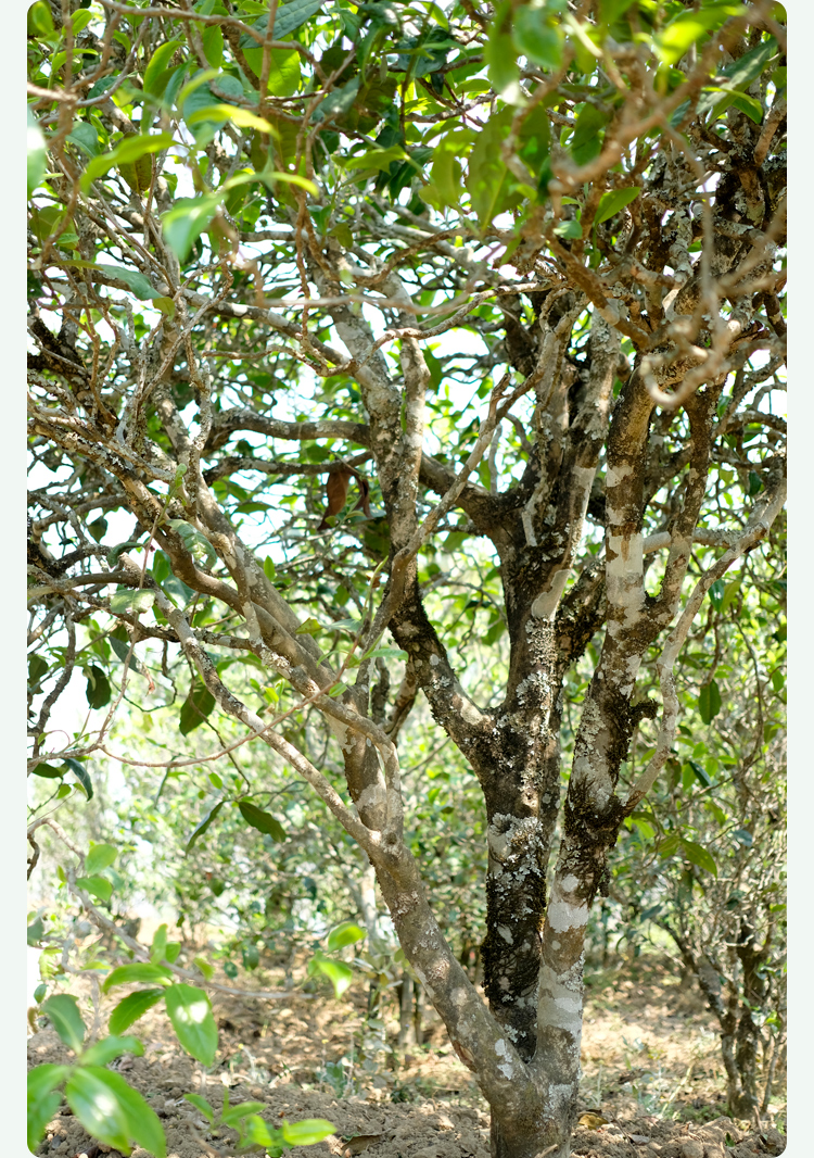 2021梅子箐古樹秋茶甜如冰島、香似昔歸:人間三月,怎么少得了梅子箐?