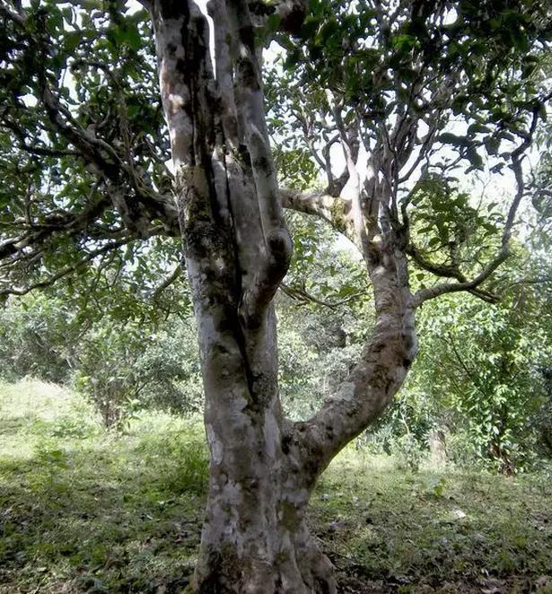 2021年巖子頭古樹秋茶，亂石出好茶！