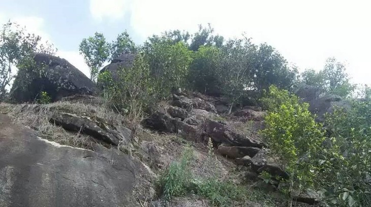 2021年巖子頭古樹秋茶內(nèi)含物質(zhì)可以和昔歸古樹毛茶相娉美·！