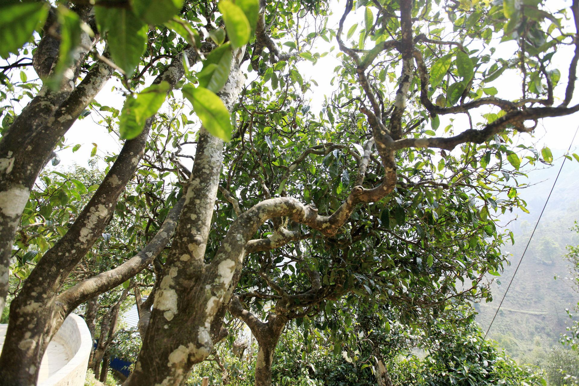 2021年馬鞍山古樹(shù)秋茶價(jià)值如何？