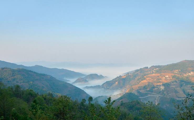 2021年白鶯山古樹秋茶白鶯聚居之地，普洱茶樹的天堂