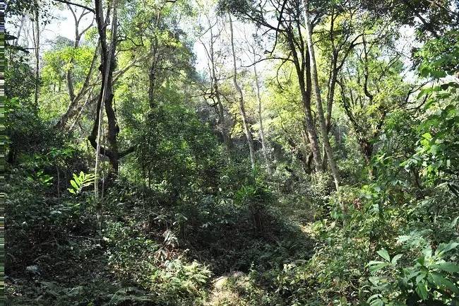 2021年老班章古樹(shù)秋茶特點(diǎn)？