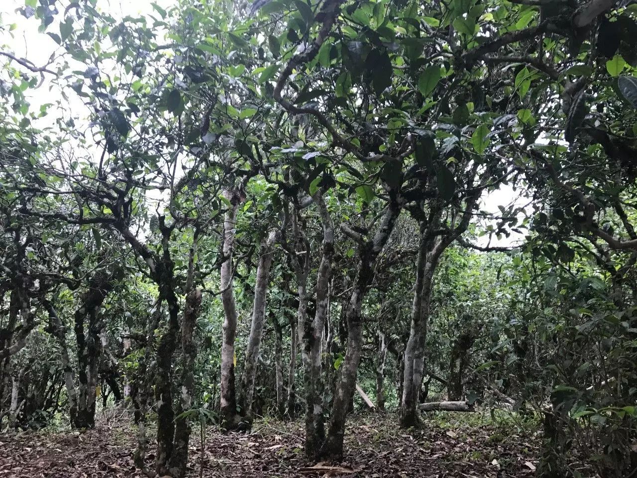 2021年老班章古樹(shù)秋茶口感是什么？