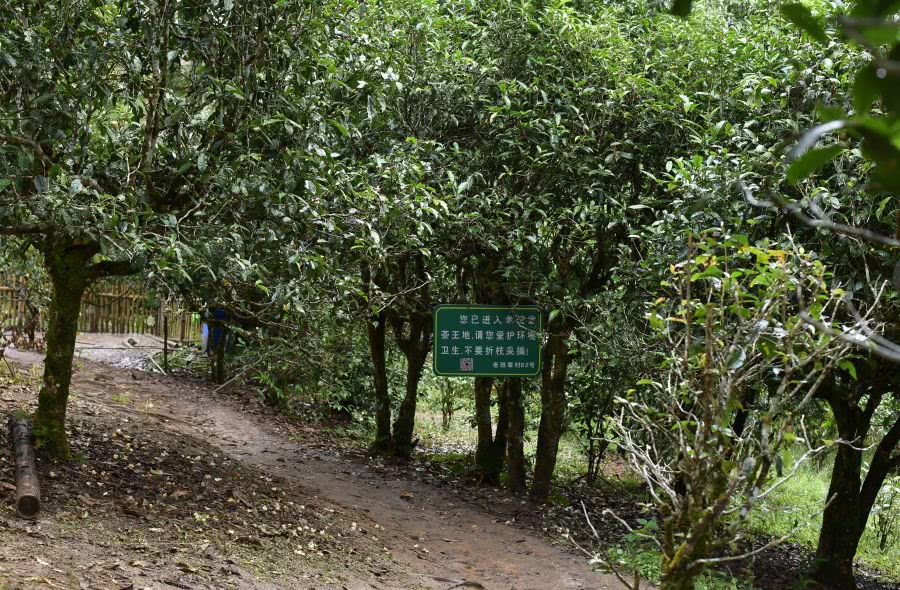 2021年老班章古樹秋茶價格？