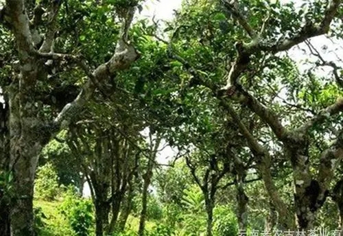 2021年新班章古樹秋茶特點？