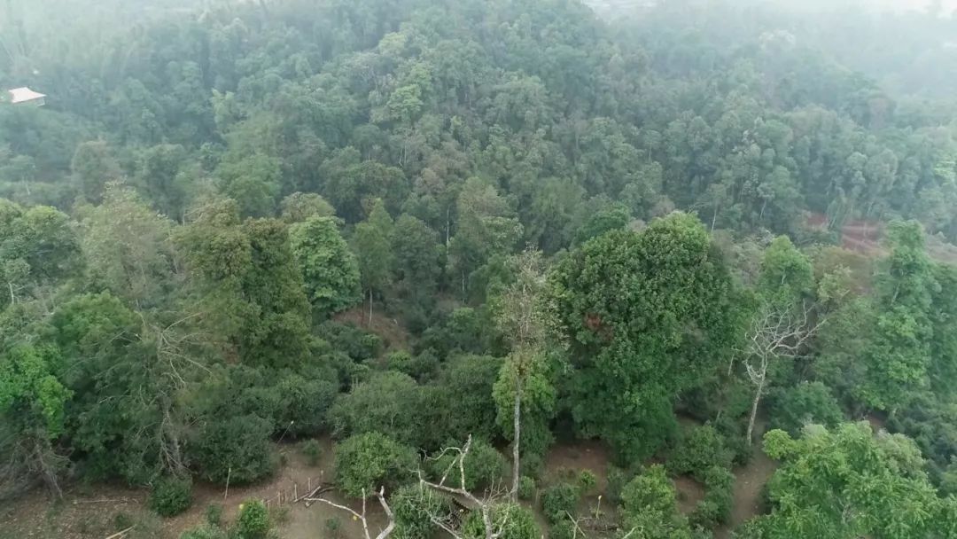 2021年新班章古樹秋茶口感是什么？