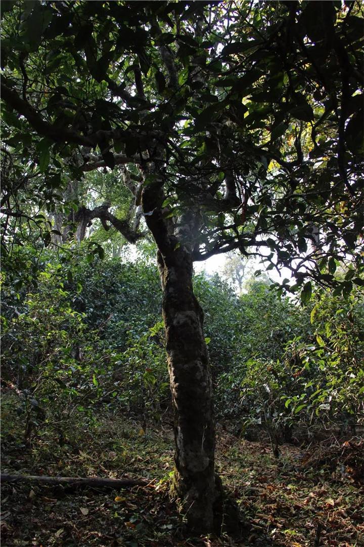 2021年老曼峨古樹秋茶口感是什么？