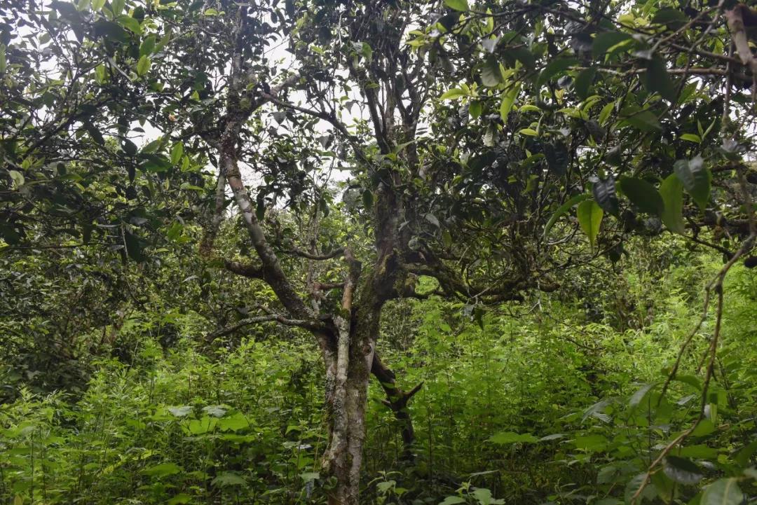 2021年班章茶區(qū)壩卡囡古樹秋茶口感？