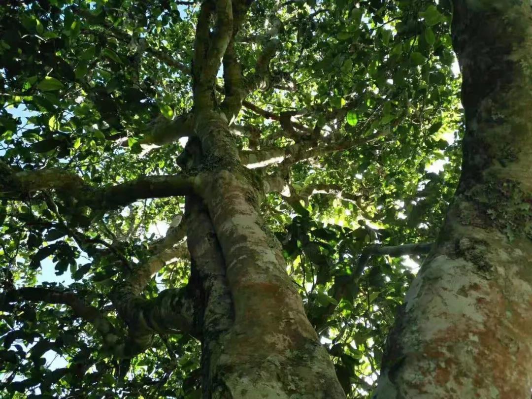 2021年班章茶區(qū)壩卡囡古樹秋茶特點？