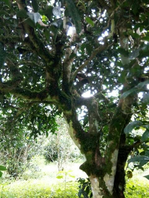 2021年班章茶區(qū)壩卡囡古樹秋茶多少錢一公斤？