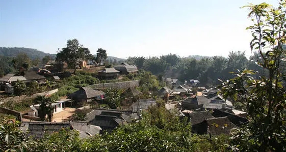 2021年班章茶區(qū)壩卡竜古樹秋茶多少錢一公斤？