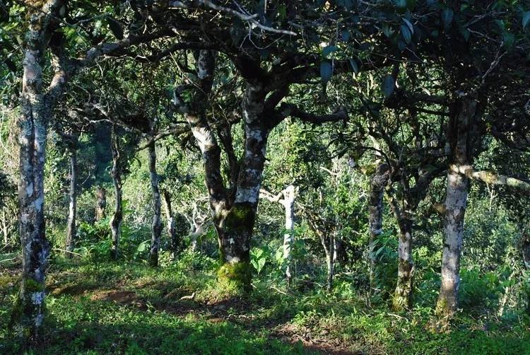 2021年賀開古樹秋茶口感！