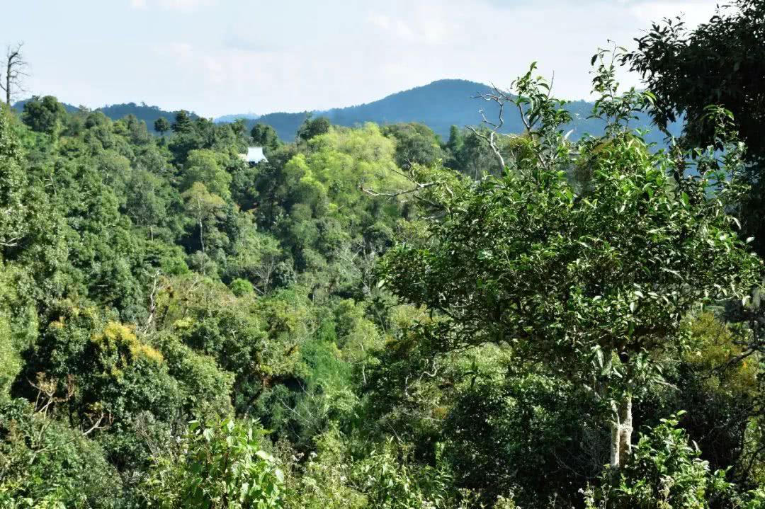 2021年賀開古樹秋茶品鑒實錄！