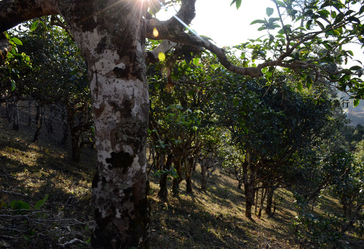 2021年班盆古樹秋茶特點？