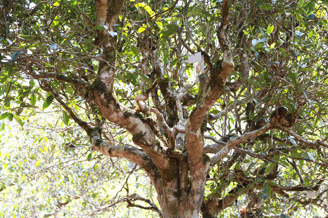 2021年班盆古樹秋茶口感？