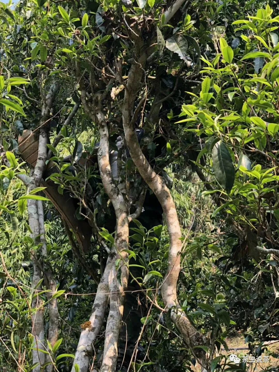 2021年廣別老寨古樹秋茶價格？