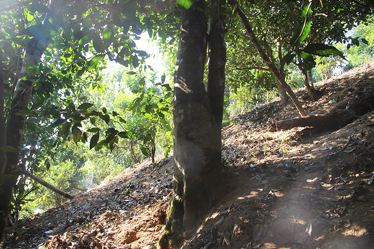 2021年廣別老寨古樹秋茶為何被稱為妖茶？