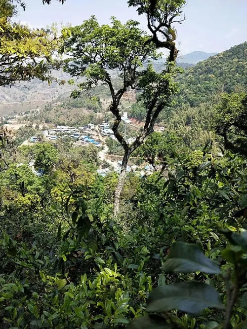 2021年勐宋那卡古樹秋茶價格？