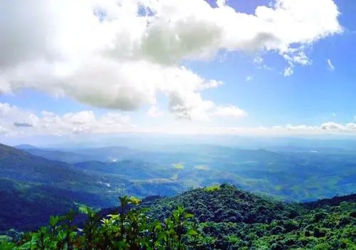 2021年滑竹梁子古樹秋茶特點(diǎn)？