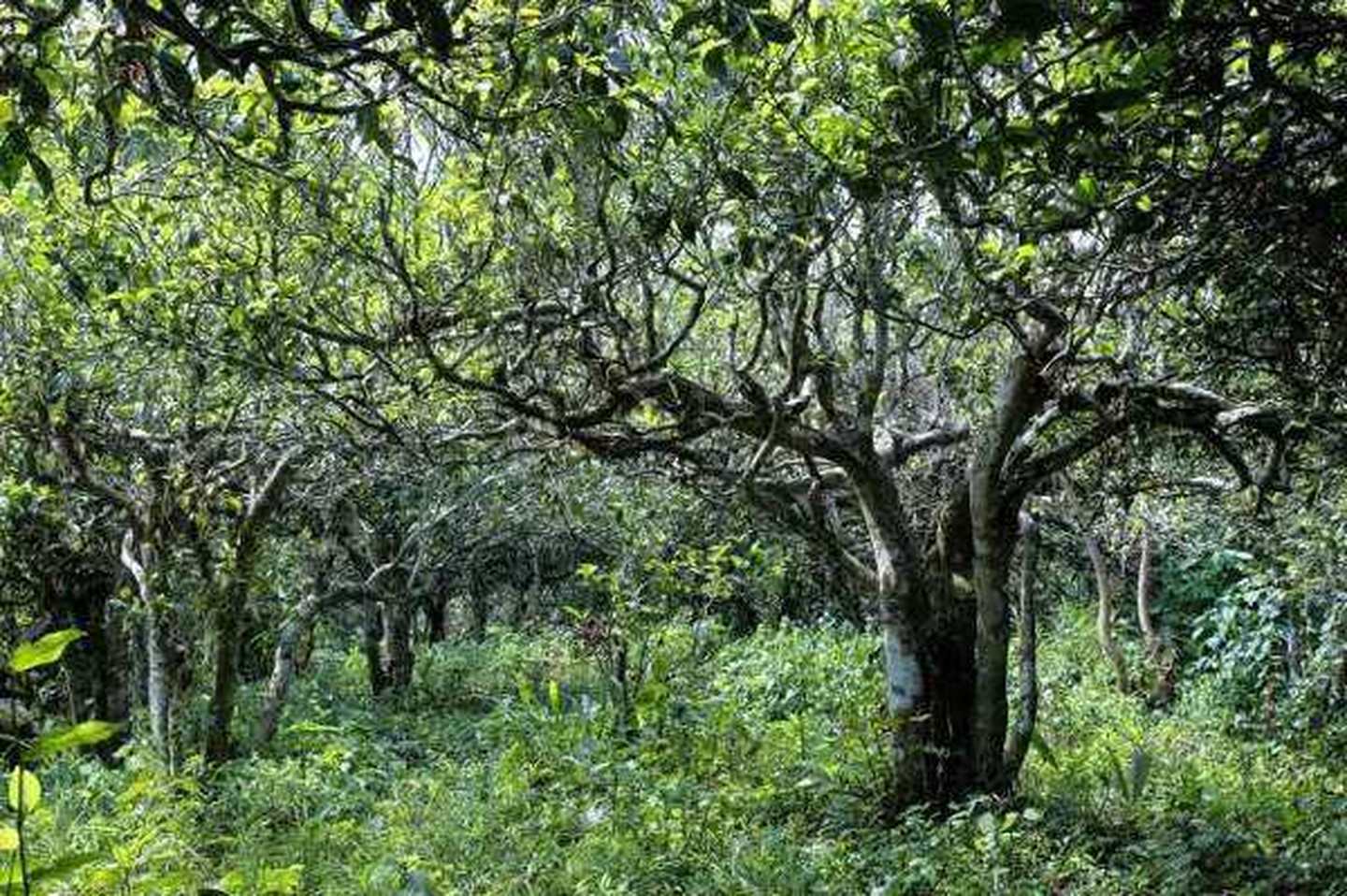 2021年滑竹梁子古樹秋茶口感？