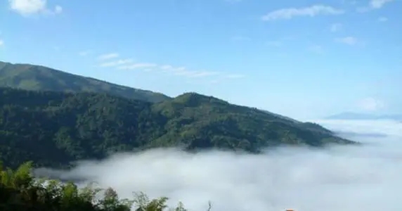 2021年滑竹梁子古樹品鑒實(shí)錄？