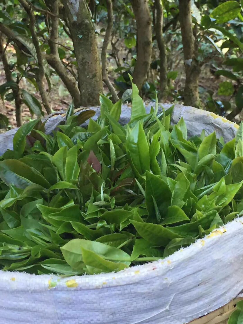 2021年巴達(dá)山章朗古樹秋茶多少錢一公斤？