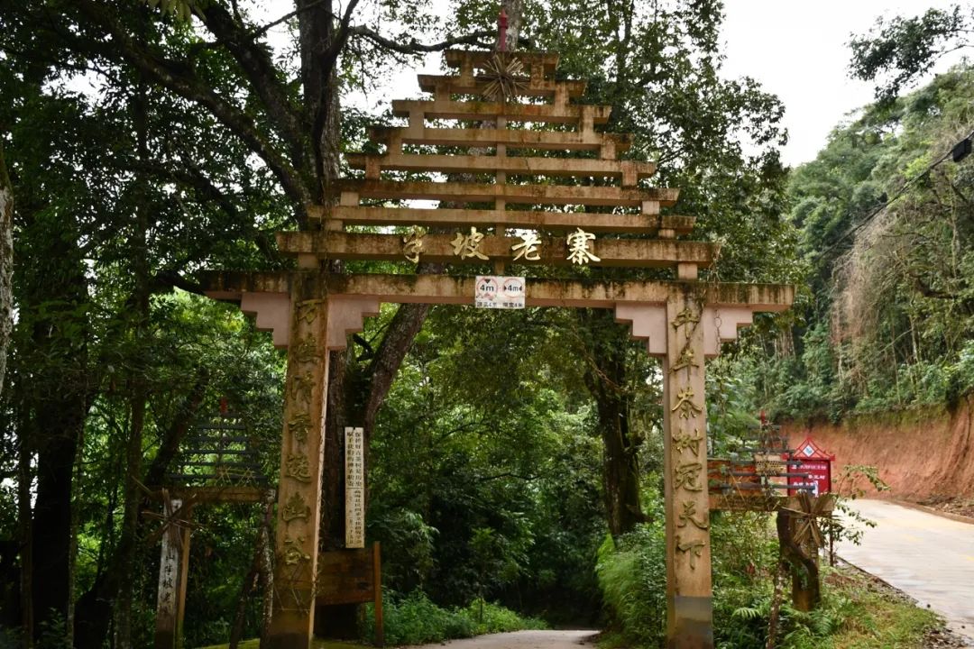 2021年南糯山半坡老寨古樹秋茶特點(diǎn)？