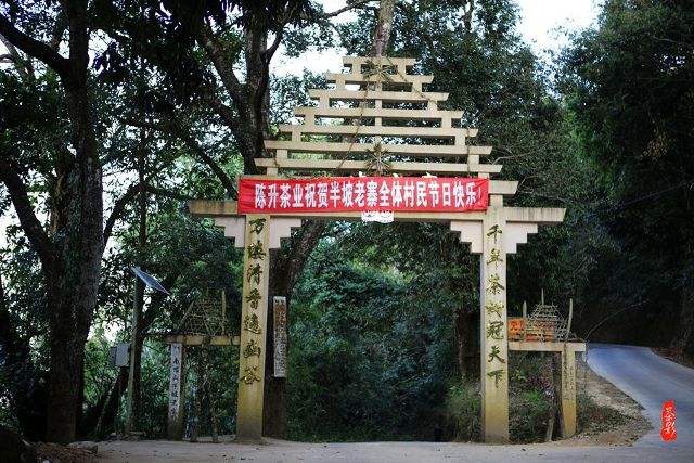 2021年南糯山半坡老寨古樹秋茶價格？