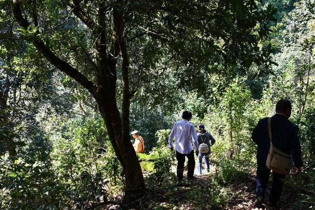 2021年南糯山拔瑪老寨古樹(shù)秋茶特點(diǎn)是什么？