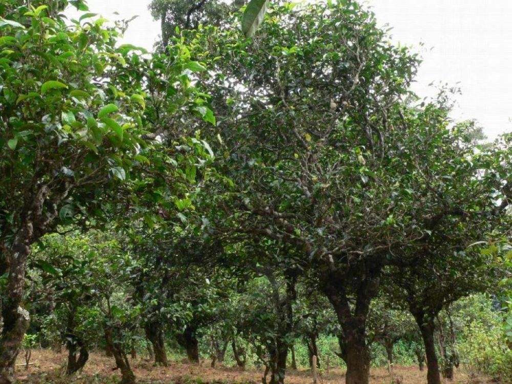 2022年須立貢茶為何備受皇室青睞!揭秘！