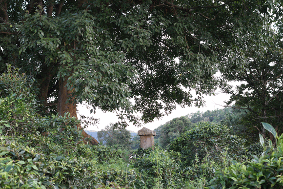 2022年迷帝古樹春茶口感是什么？