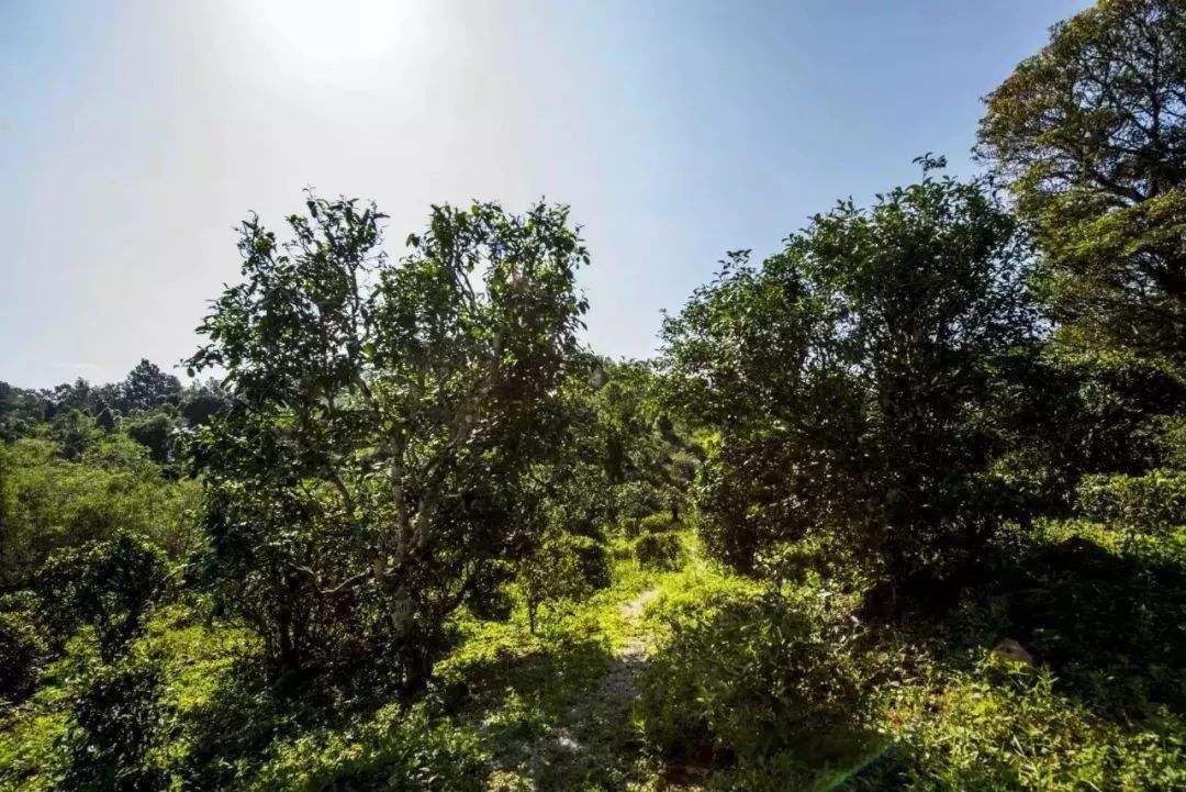 2022年迷帝古樹春茶多少錢一公斤？