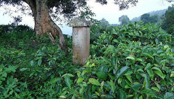 2022年迷帝古樹春茶價(jià)格？