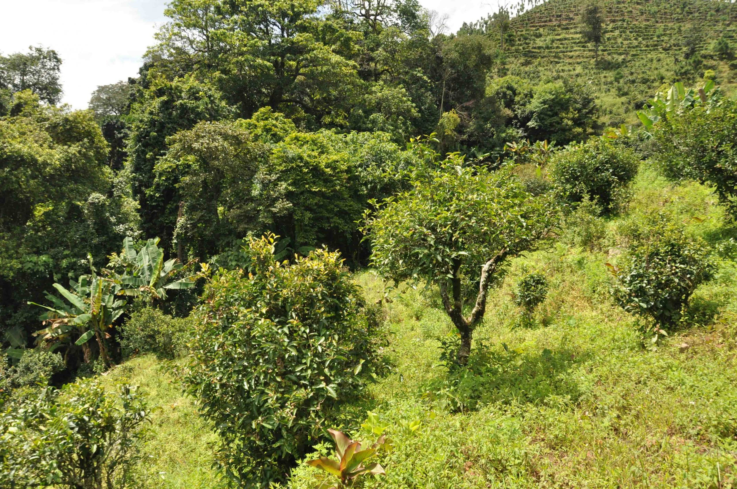 2022年墨江鳳凰窩古樹春茶特點(diǎn)是什么？