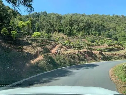 2022年墨江鳳凰窩古樹春茶價(jià)格？