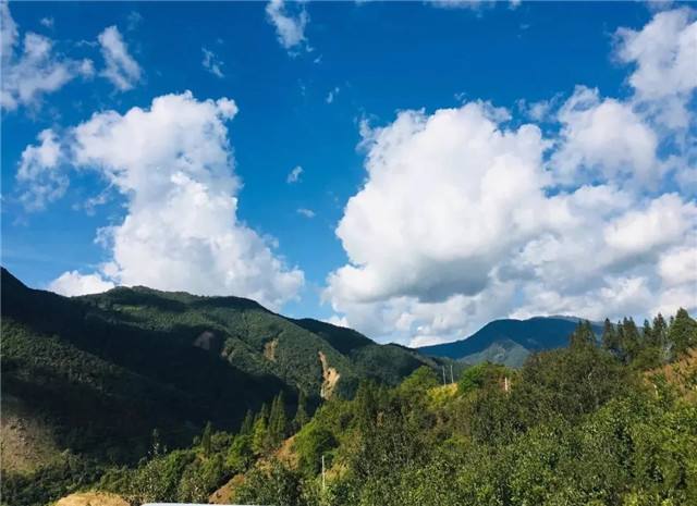 2022年景谷黃草壩古樹春茶多少錢一公斤？