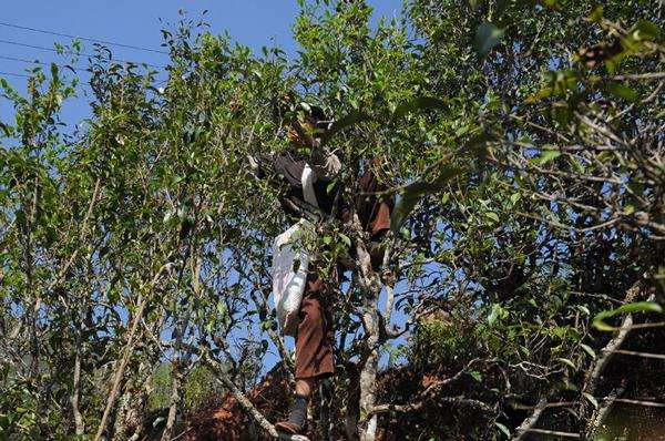 2022年景谷黃草壩古樹春茶品鑒實(shí)錄！